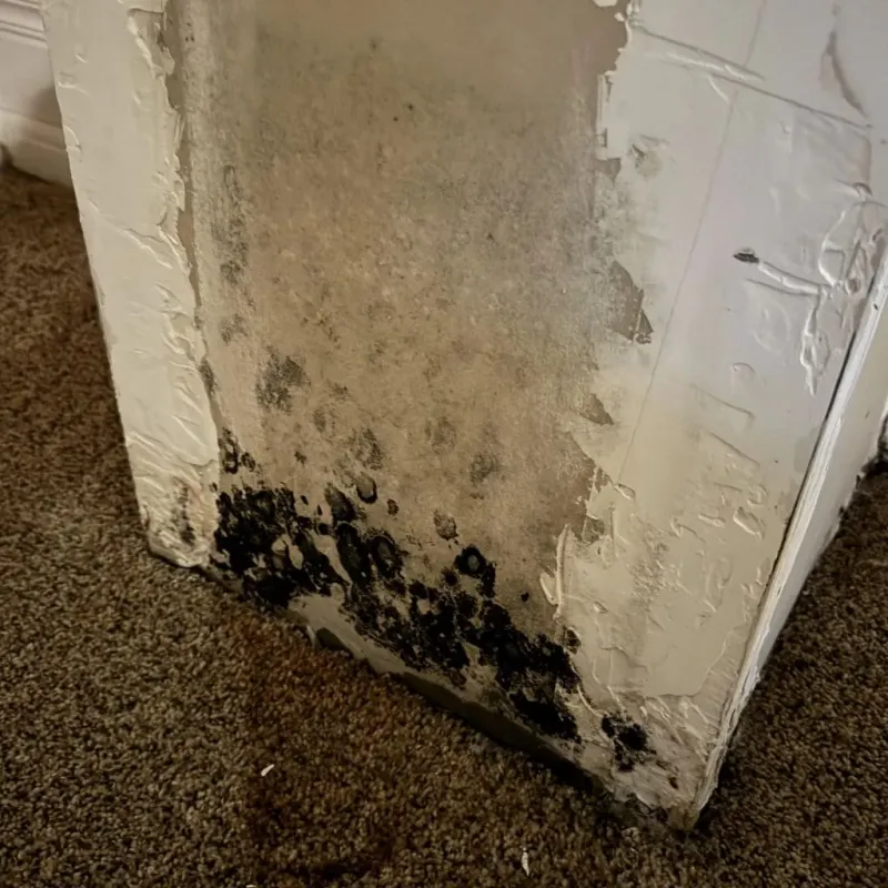 Professional Mold Removal in Woodruff County, AR